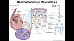 Spermatogenesis | Male Gametogenesis Instructional Video