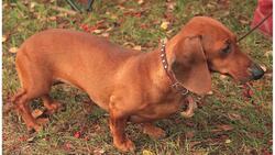 Pros & Cons of the Dachshund Breed Instructional Video