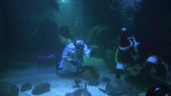 Santa dons scuba gear to feed fishes in Germany Instructional Video