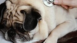 Veterinarian Using Stethoscope on dog Stock Footage
