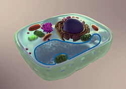 Vacuole Instructional Video