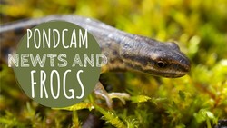 Underwater Footage of Newts and Frogs Instructional Video