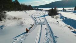 Huskies' Snow Chase: Drone Views of Wintry Splendor Stock Footage