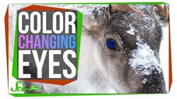 The Unique Reason Reindeer Change Their Eye Color Instructional Video