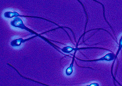 Sperm Instructional Video