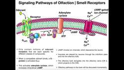 Anatomy & Physiology of Olfaction [Nobel Prize Work!] Instructional Video