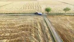 Empty field after wheat crop harvesting during summer season. Stock Footage
