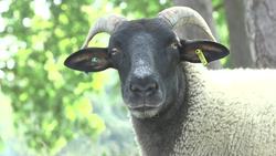 Sheep to return to graze on Hampstead Heath News Clip