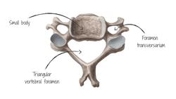 Vertebral column Instructional Video