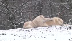 CLEAN : New white wolves at the Sainte-Croix wildlife park News Clip