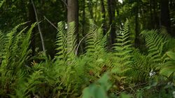 A patch of vibrant green ferns in a Pennsylvania forest during daytime Stock Footage