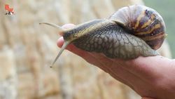 SUPER-SIZED SNAIL! Instructional Video