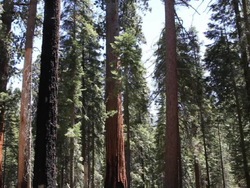 Los árboles: video de evaluación Instructional Video