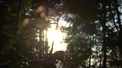 CLEAN : Cheran a Mexican indigenous town's environmental revolt News Clip