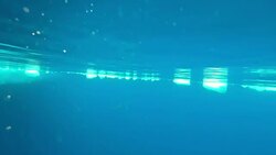 Whale Swimming Under Water Stock Footage