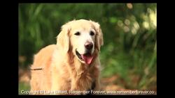 3 Tips for Photographing Pets Instructional Video