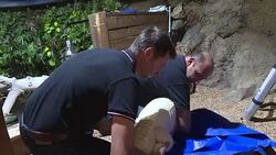 CLEAN : In a Paris aquarium muscular transfer of albino alligators News Clip