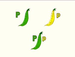 Genetics in Action: Video Quiz Instructional Video