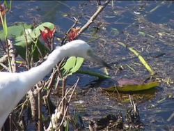 Interactions of Living Things: Introduction Instructional Video