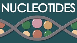 What is a nucleotide? Instructional Video