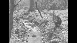 Humorous scenes of chimpanzee fishing in stream in NY City News Clip