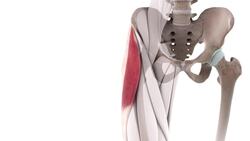 Tensor fasciae latae muscle (3D) Instructional Video