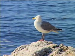 Plants: Where Do Plants Live? Instructional Video