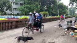 CLEAN : Ruff justice: Dog lovers outraged over plans to relocate Dhaka strays News Clip