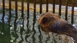 Breeding centre celebrates beaver success News Clip