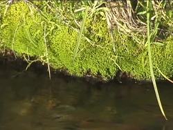 Origin and Diversity of Plants: Video Review Instructional Video