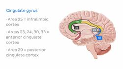 Medial view of the brain Instructional Video