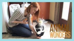 Skunk Training Session! Instructional Video