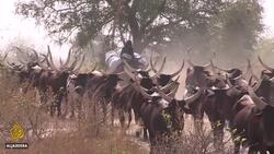 Chad conflict grows as fertile, grazing land shrinks News Clip