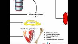 Specific Hormones | Functions of Thyroid Hormones Instructional Video