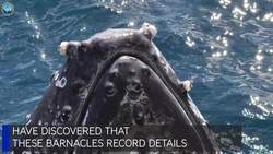 A whale of a ride! Instructional Video