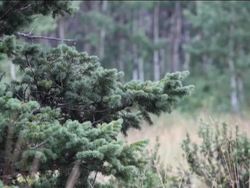 Origin and Diversity of Plants: Gymnosperms Instructional Video