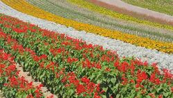Flower field in Biei, Hokkaido, Japan Stock Footage