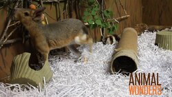 Behavioral Enrichment Instructional Video