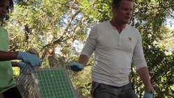 Capturing a Bush Turkey Instructional Video