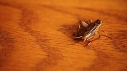 Food Chains Instructional Video