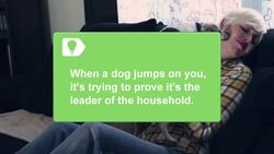 How to Use Dog Training to Stop Your Dog from Jumping Instructional Video