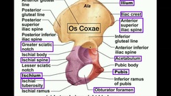 Anatomy | Specific Parts of the Os Coxae (Pelvis) [+ Left vs. Right] Instructional Video