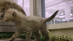 Three Newborn Cheetah Cubs Get Some Much-Needed Love Instructional Video
