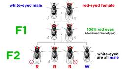 Inheritance of X-Linked Genes Instructional Video