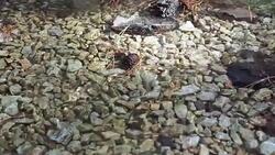 Mountain River streaming, Transparent Water and stones Stock Footage
