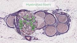 Peripheral nerves Instructional Video