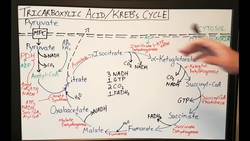 TCA / Krebs Cycle / Citric Acid Cycle - Basics for Beginners - Biochemistry Lesson Instructional Video