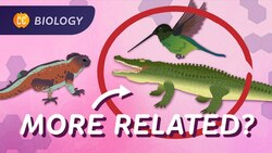 Phylogeny: How We're All Related: Crash Course Biology #17 Instructional Video