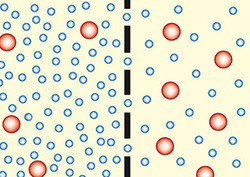 Ósmosis Instructional Video