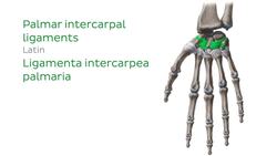 Ligaments of the wrist and hand Instructional Video